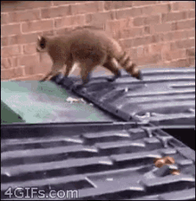 E98A3EBA-8818-4949-ACC1-57CEC39BA5CF.gif