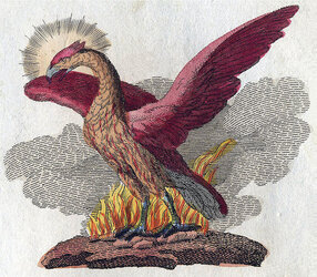 800px-Phoenix-Fabelwesen.jpg