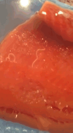 Sushi worms.gif