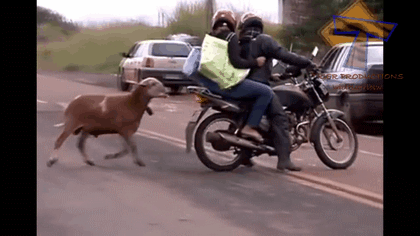 goathitsmotorcycle-ani.gif