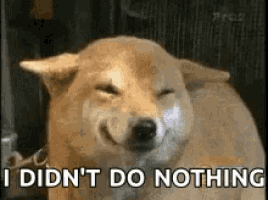 didntdonothing.gif