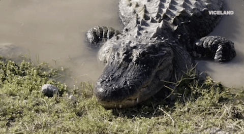 alligator.gif