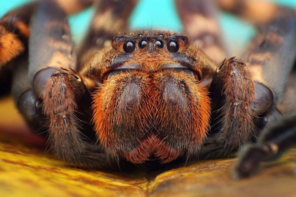 Spider close.jpg