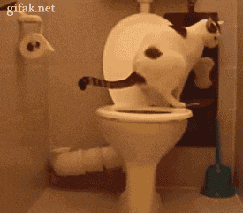catandtoiletpaper-01.gif