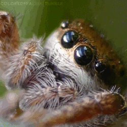 Spider.gif