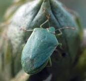 Image result for why are some stink bugs green