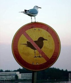 seagullontopnoseagullsign.jpg