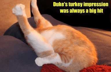 catpersonatingturkey.png