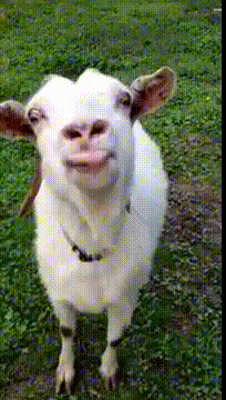 Goat licking.gif