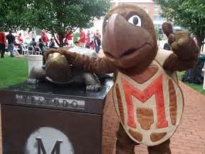 turtle.jpg