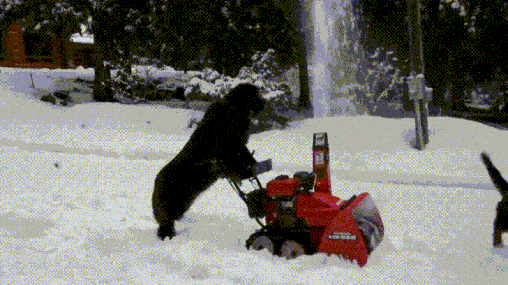 dogandsnowblower-ani.gif