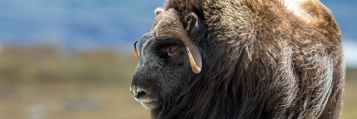 extra-large-Musk-Ox-photo.jpg