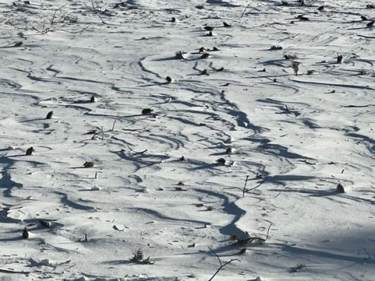 tundra.jpg
