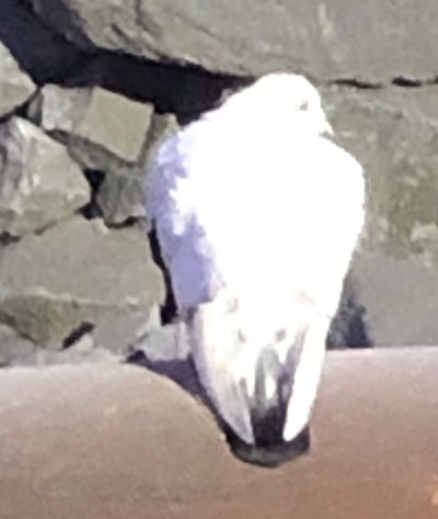 IMG_0709.jpeg