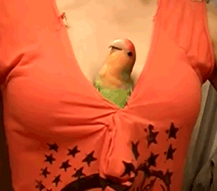 birdinboobs.gif