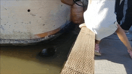 sealionpullinggirlintowater-ani.gif