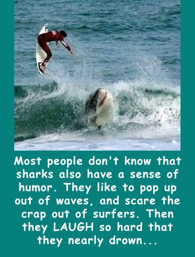 sharkjumpingoutofwateratsurfer.png