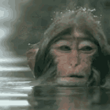 IMG_0281.gif