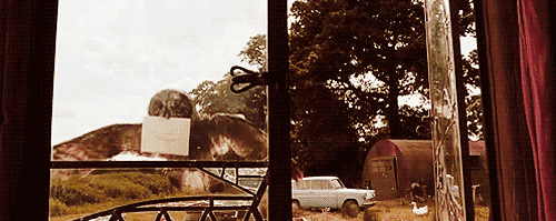 owlerrolhittingwindow-ani.gif