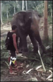 elephant hit.gif