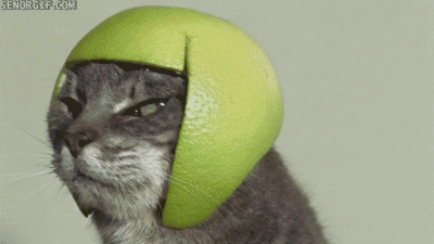 catinhelmet-ani.gif