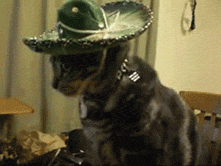 cat.gif