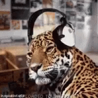 thebeatgoesontigerheadphones-ani.gif