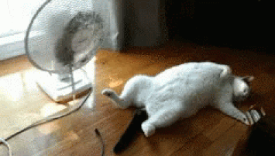 catandfan-ani.gif