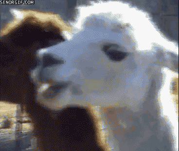 SociableWholeAfricangoldencat-size_restricted.gif