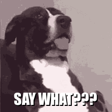 saywhatdog-ani.gif