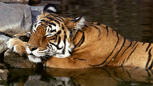 IMG_2381.gif