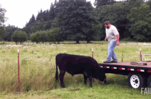 Cow fun.gif