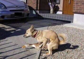 dog and duck.jpg