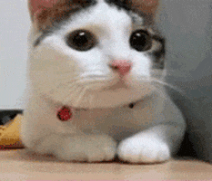 catshakinghead-ani.gif