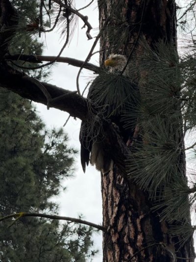 caught eagle.jpg