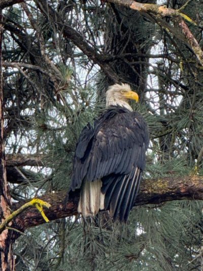 caught eagle 2.jpg