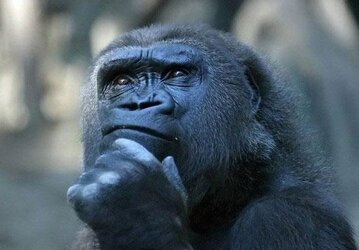 gorilla deep thought.jpg