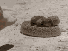 1609382478585.gif