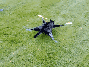 Cat drone.gif