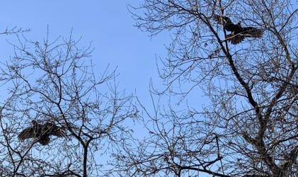 1612195420375.png