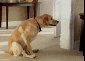 dog scrapes butt.gif