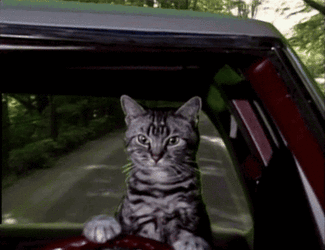 5B439E13-C149-4AC0-9CC3-C4656EA98E9D.gif