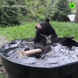 Guide Bear bath.jpg