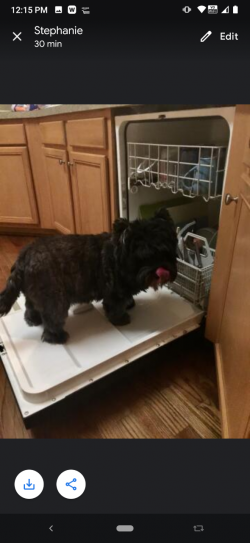 Bailey in the dishwasher.png