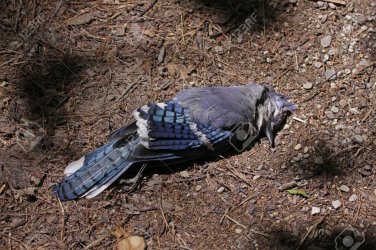 21998664-the-body-of-a-dead-blue-jay-cyanocitta-cristata-sitting-on-the-ground-shot-in-kitchen...jpg