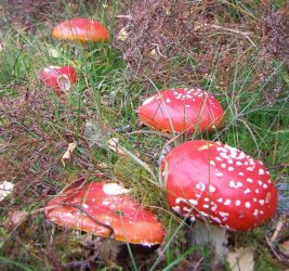 amanita-muscaria8.jpg