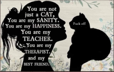 hahaha cat.PNG
