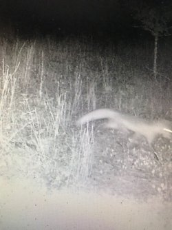 foxy.jpg