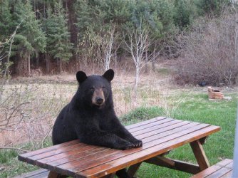 Guide Bear waiting.jpg
