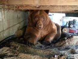 Under the Porch with the Guide Bear!.jpg